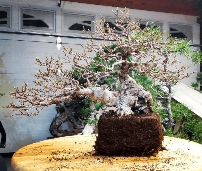 bonsai - plants bank