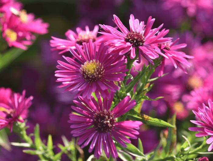 Symphyotrichum dumosum