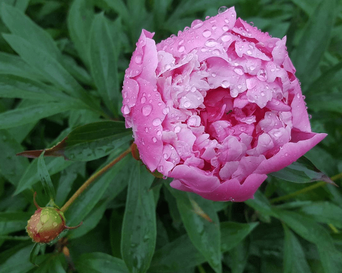 Paeonia lactiflora