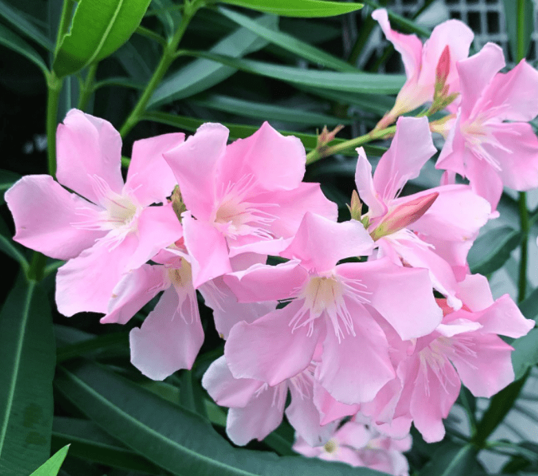 Oleander