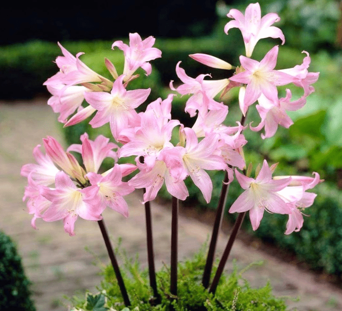 Amaryllis belladonna