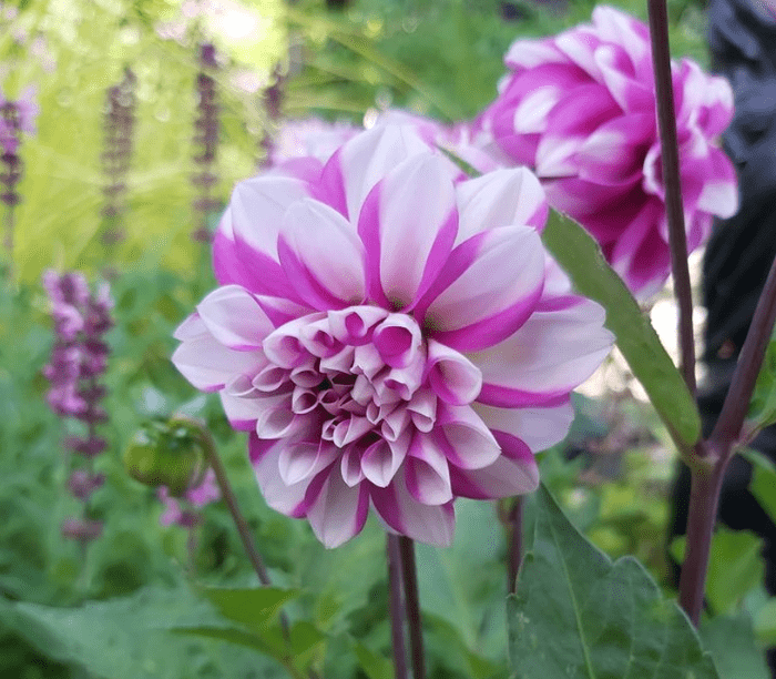 Waterlily Dahlia