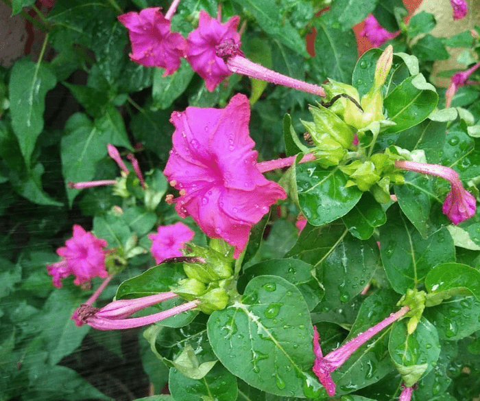 Mirabilis jalapa