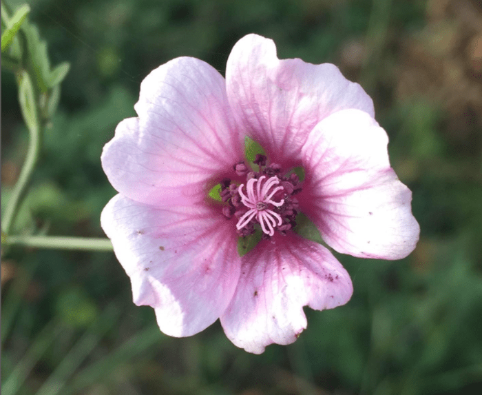 Althaea cannabina