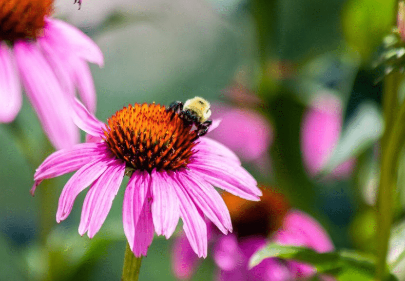 Echinacea purpurea