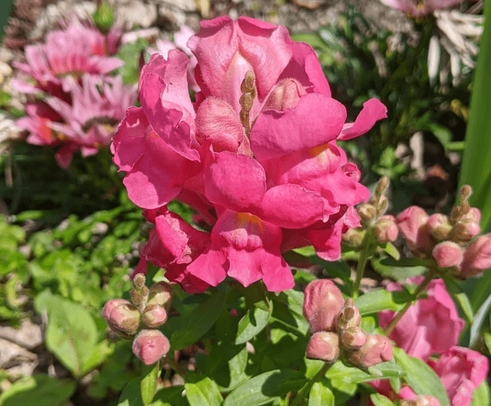 Antirrhinum majus