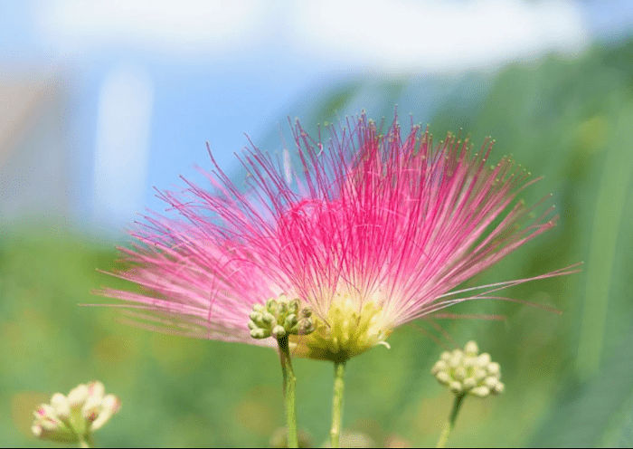 Albizia julibrissin