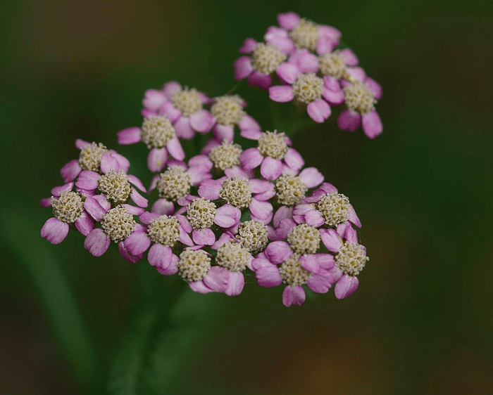 Achillea sibirica