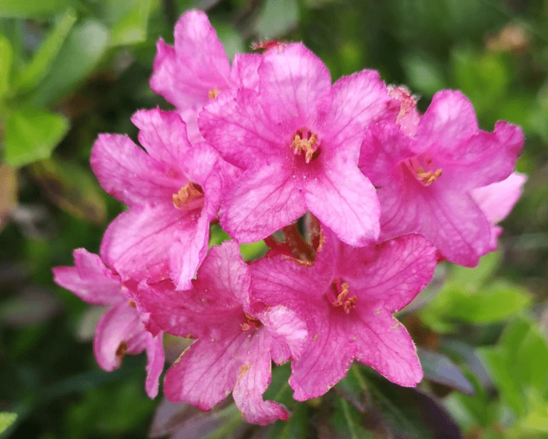 Rhododendron hirsutum