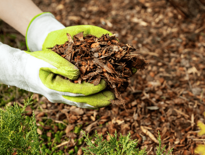 mulching