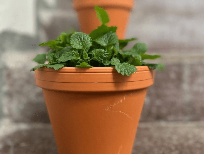 Lemon balm