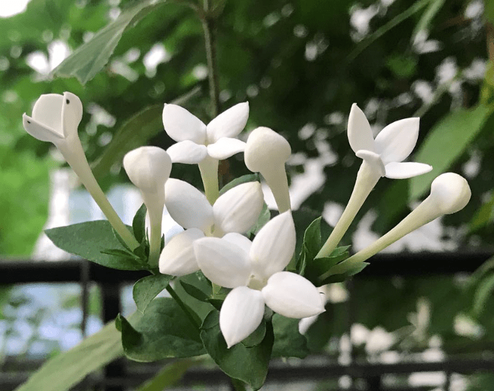 Scented Bouvardia