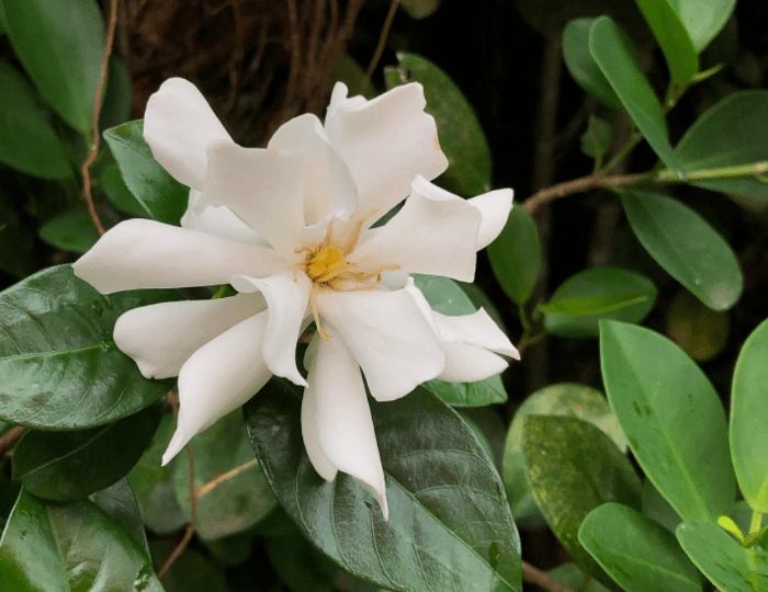 Gardenia