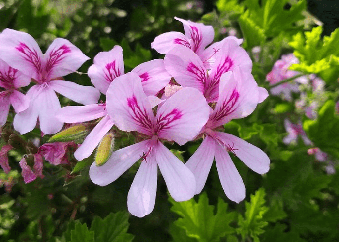 Geranium