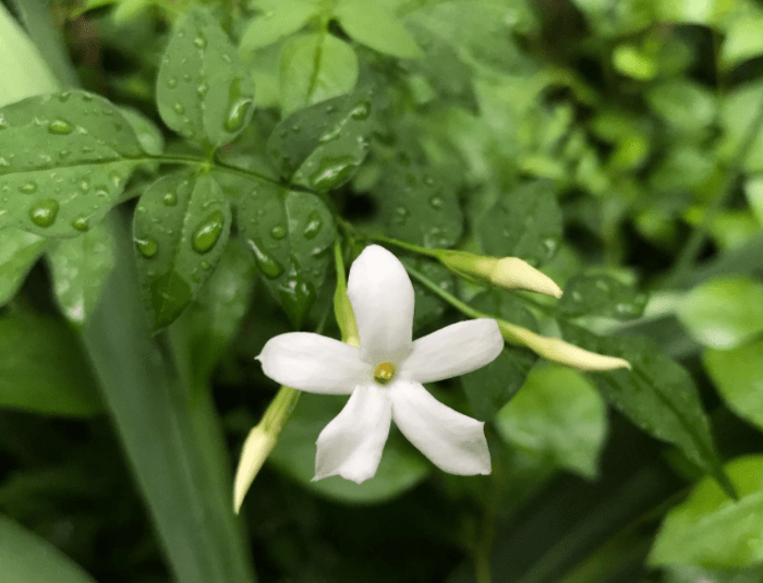 Chinese jasmine 