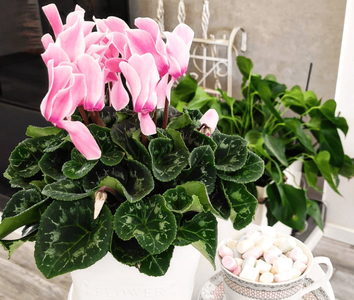 Persian Cyclamen 