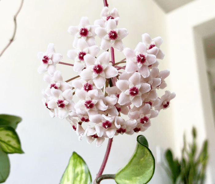 Hoya plant