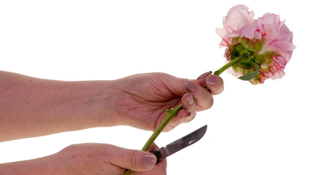 cut flowers with knife - plants bank
