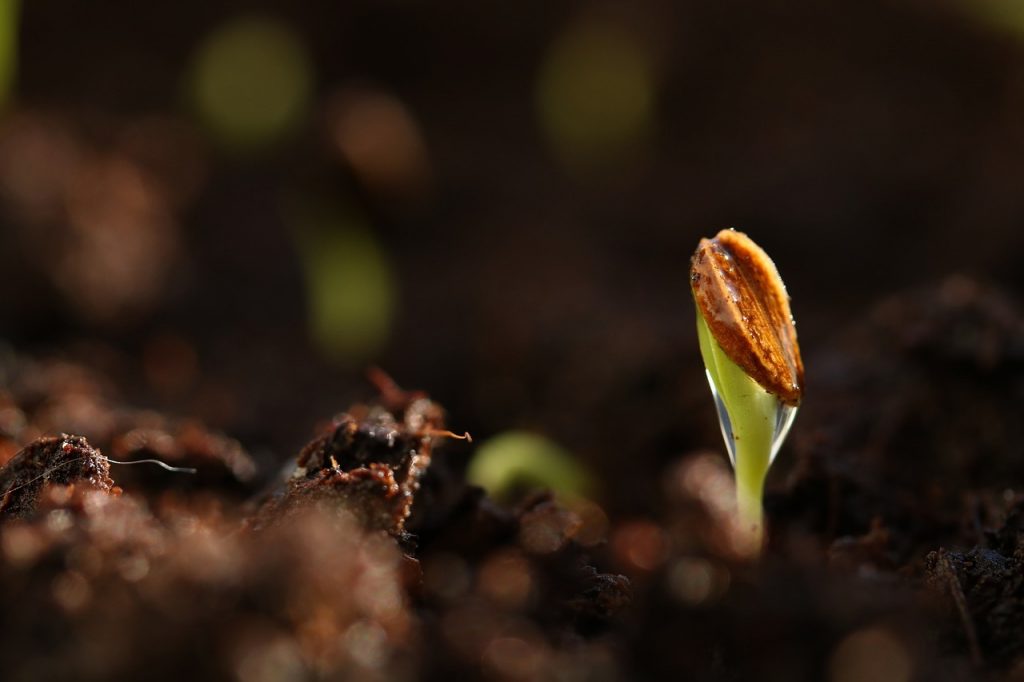 Stimulate seed germination