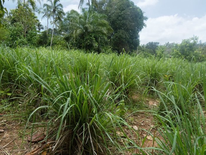 Cymbopogon schoenanthus