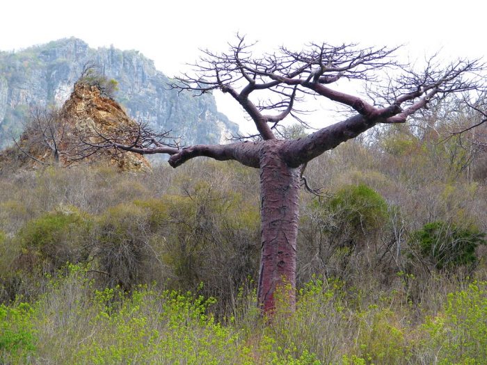 Adansonia perrieri