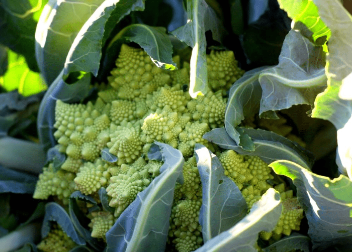 green cauliflower