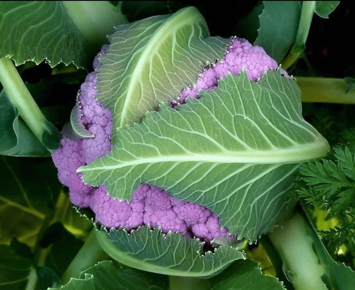 purple cauliflower