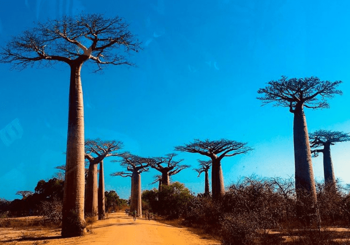 Grandidier’s baobab