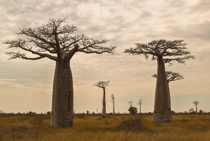 Adansonia madagascariensis