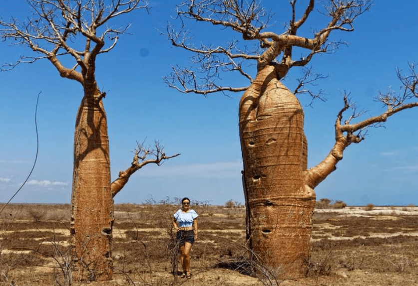 Adansonia rubrostipa