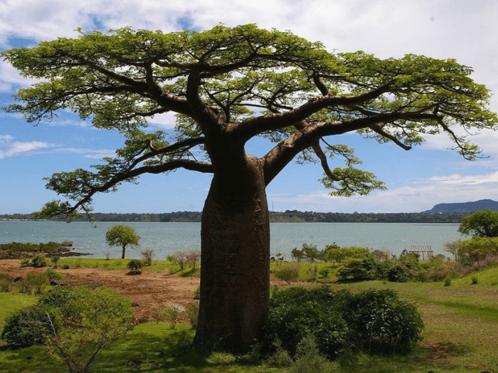 Adansonia suarezensis