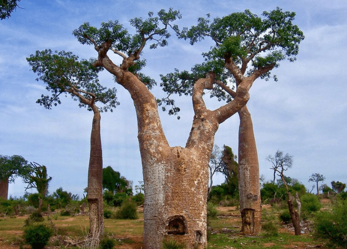 Adansonia za