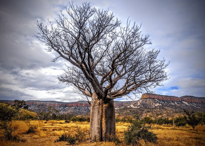 The Boab tree