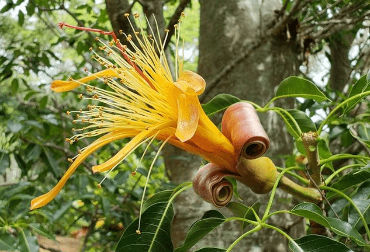 Baobab flowers