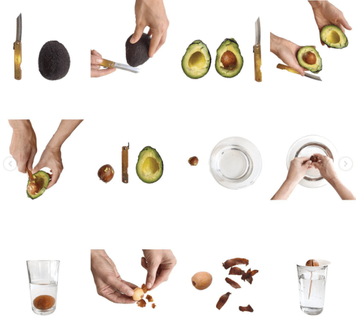 Material to grow avocado