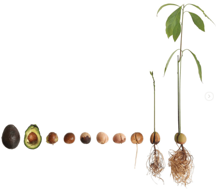 Germinate avocado