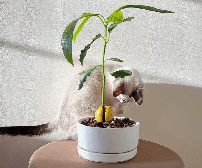 plant avocado