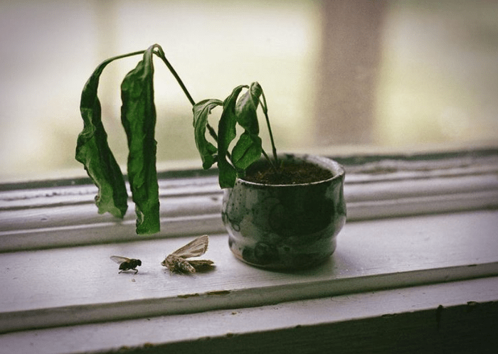 Dehydrated plant