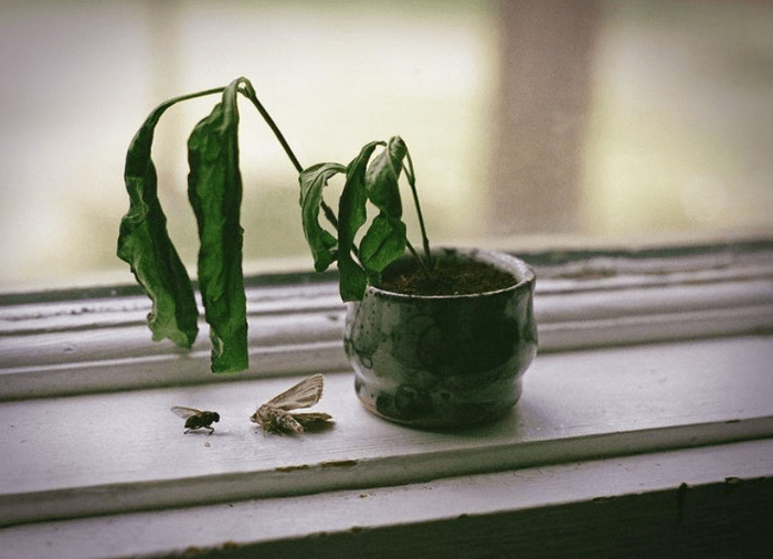 Wilted plants how to revive a dehydrated indoor plant