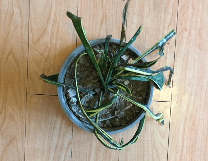 wilted plant