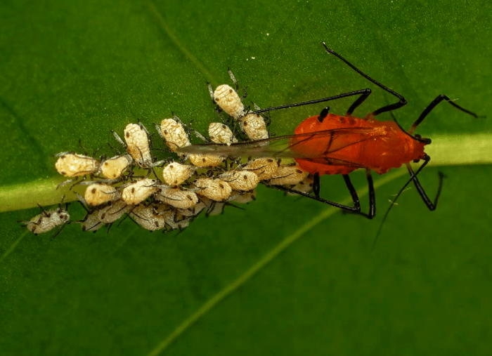 protect your garden from insects