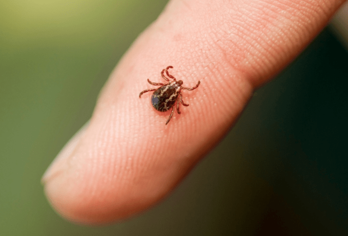 Relieve insect bites quickly