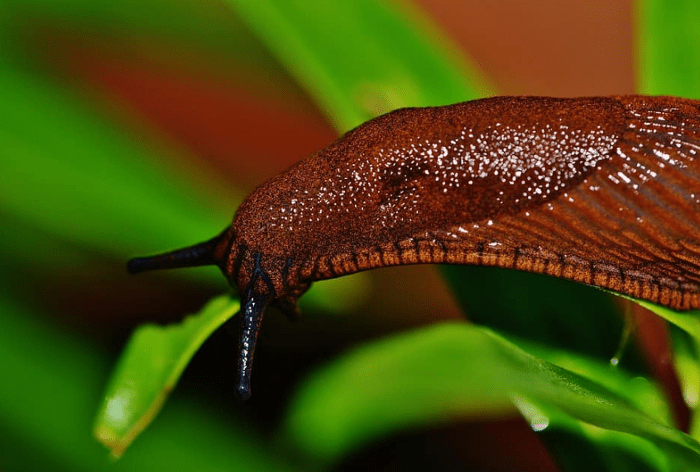 repel snails and slugs