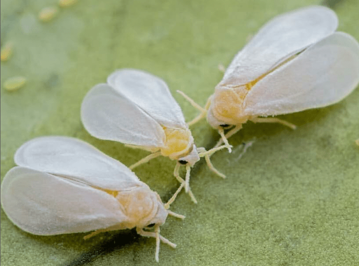 get rid of whiteflies