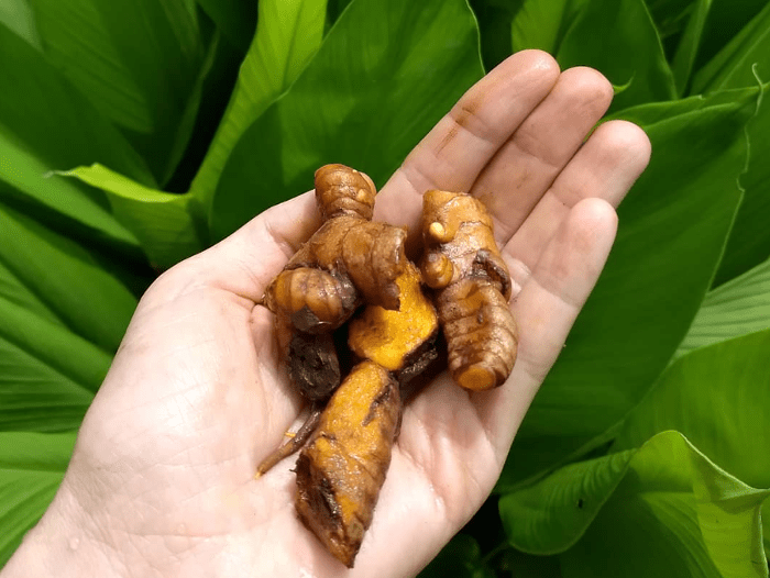 Turmeric