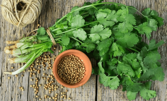 Coriander