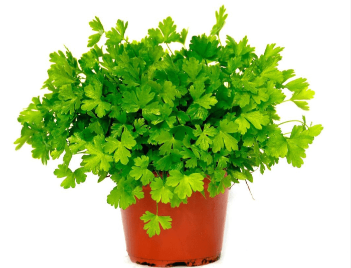 Parsley