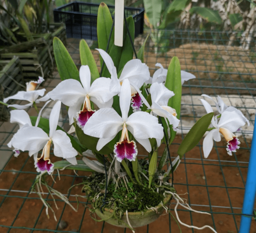 Cattleya