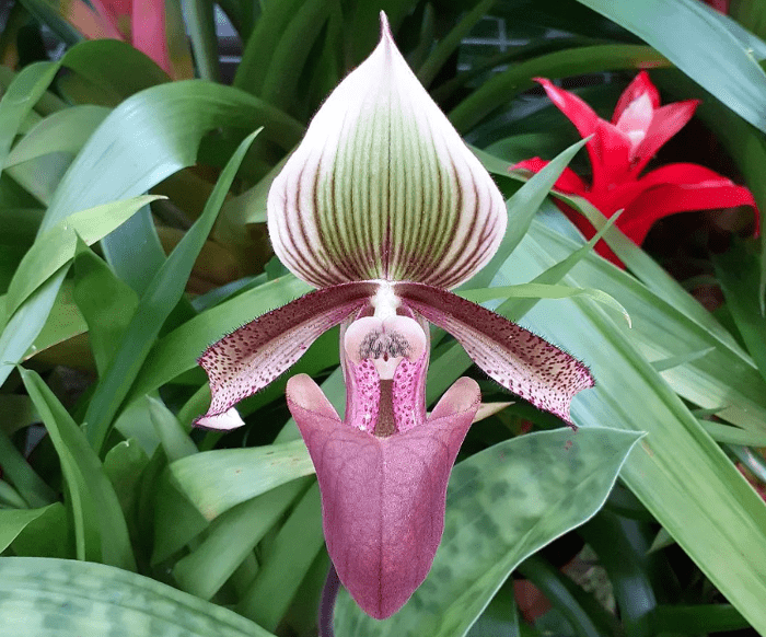 Paphiopedilum