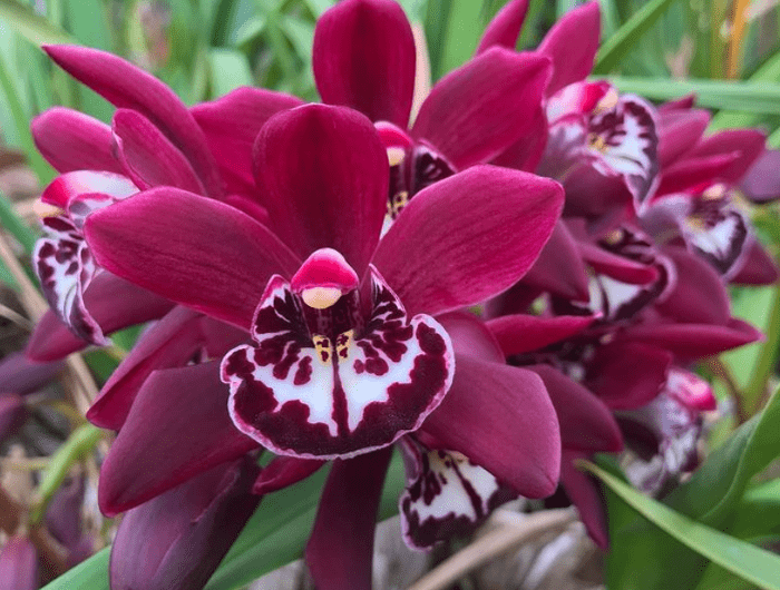 Cymbidium